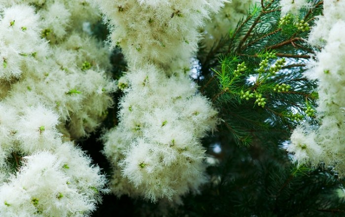 澳洲茶樹花精油