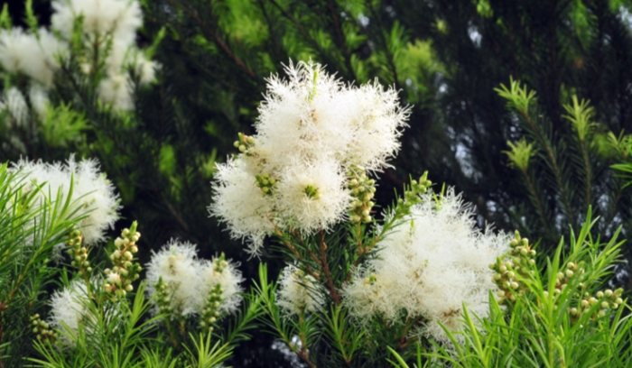 澳洲茶樹花使用方法