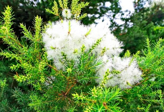 澳洲茶樹開花護理