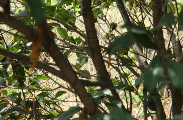 桂花種不活原因