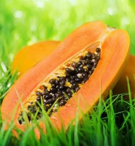 紅妃木瓜病蟲害防治