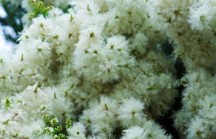 澳洲茶樹種植方法