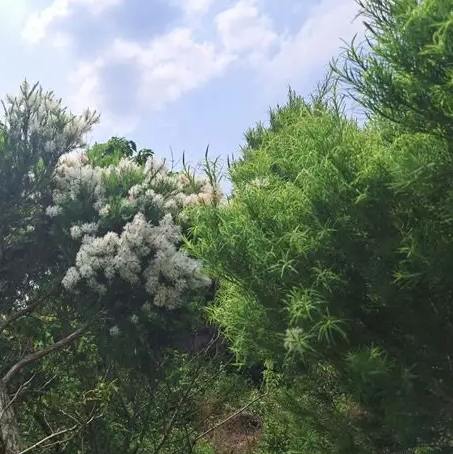 澳洲茶樹開花時間