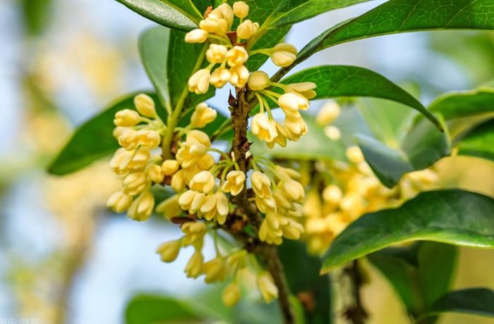 桂花種不活原因