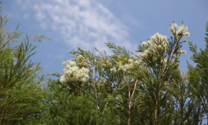 貓用茶樹油產品