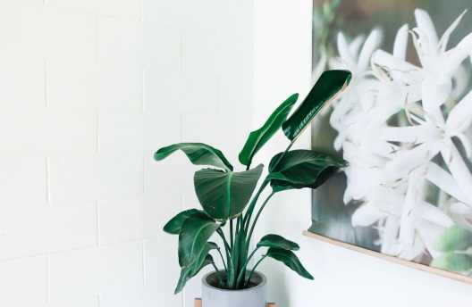 澳洲茶樹室內種植