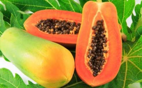 紅妃木瓜病蟲害防治