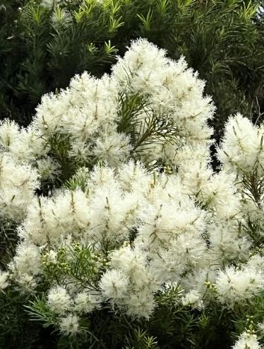 澳洲茶樹種植方法