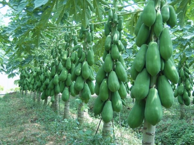 木瓜樹壽命延長