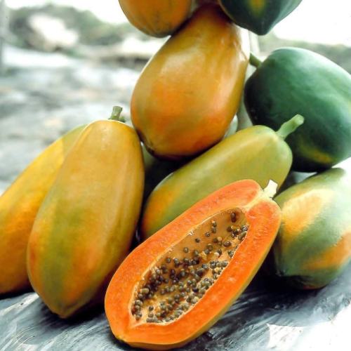 紅妃木瓜生長周期