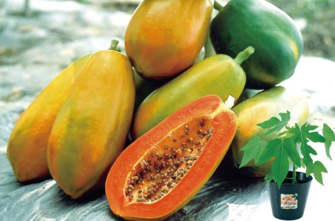 紅妃木瓜生長周期