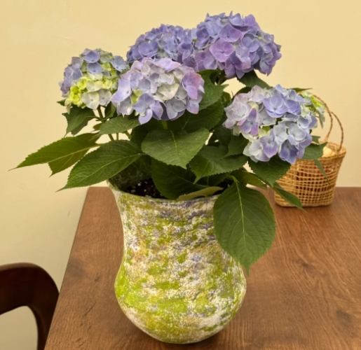 盆栽植物照顧 盆栽植物照顧