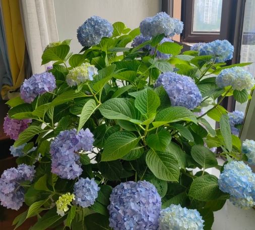 家裡種繡球花 家裡種繡球花