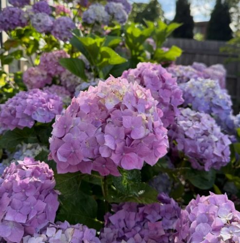 繡球花開花 繡球花開花