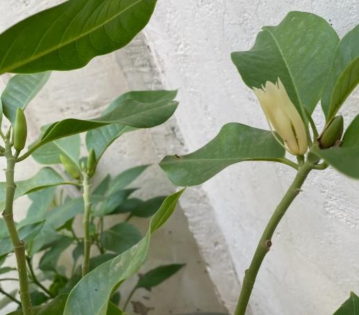 玉蘭花多久澆一次水 玉蘭花多久澆一次水