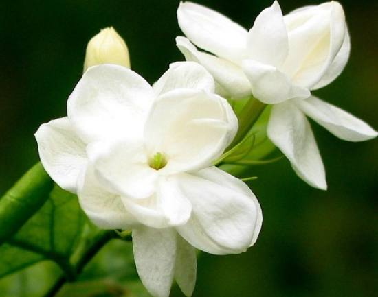 茉莉花養護 茉莉花養護