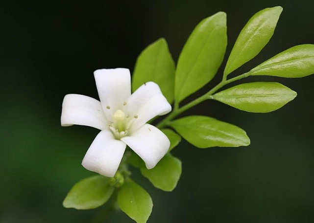 七裡香如何繁殖？完整步驟與疑難解答