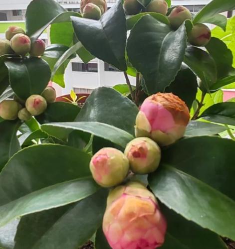 花卉养护 花卉养护