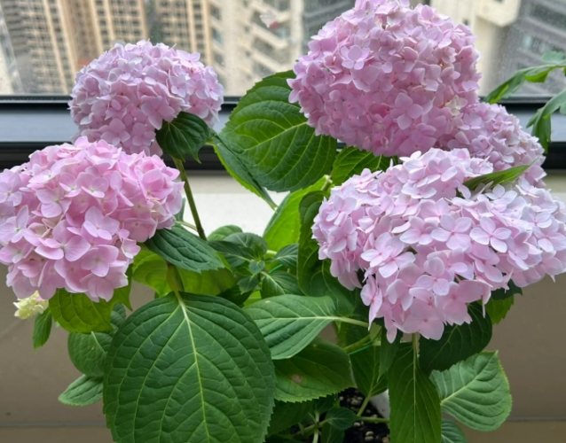 居家園藝 居家園藝