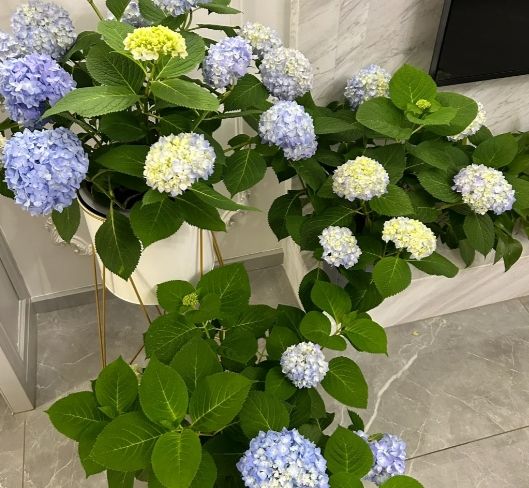 家裡種繡球花 家裡種繡球花