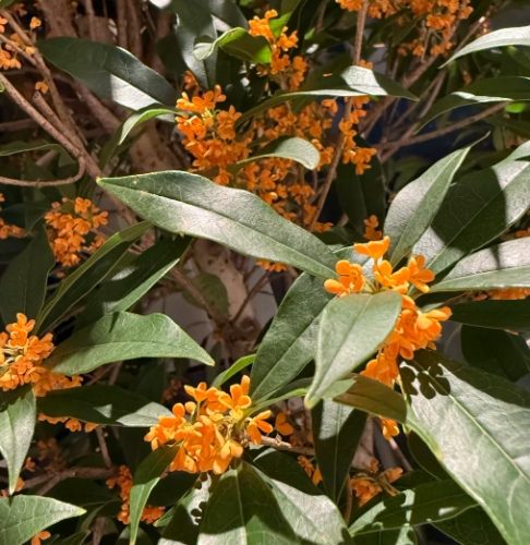 桂花種植 桂花種植