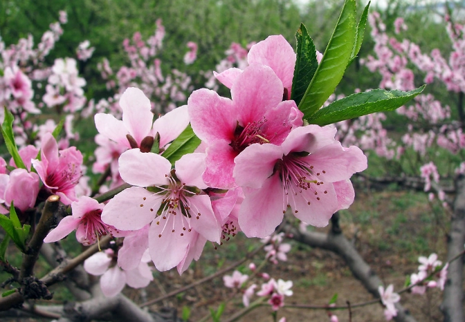 桃花扦插技巧 桃花扦插技巧