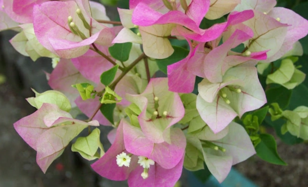 九重葛耐寒 九重葛耐寒