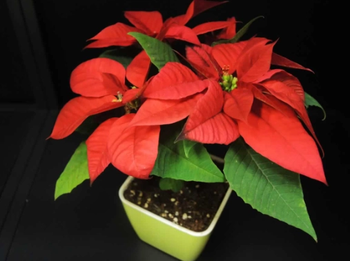 聖誕花栽培方法