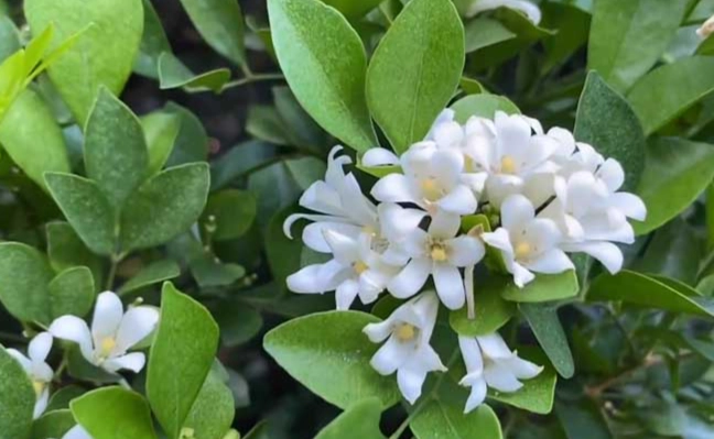 七里香香草好處 七里香香草好處
