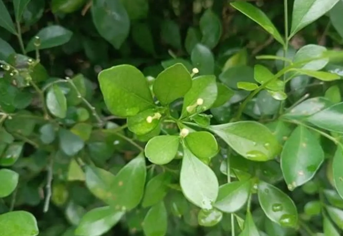 七里香香草用途 七里香香草用途