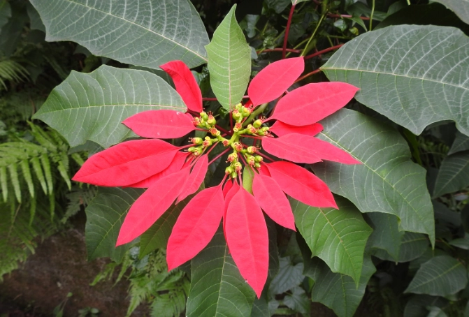 聖誕紅葉子變黑處理