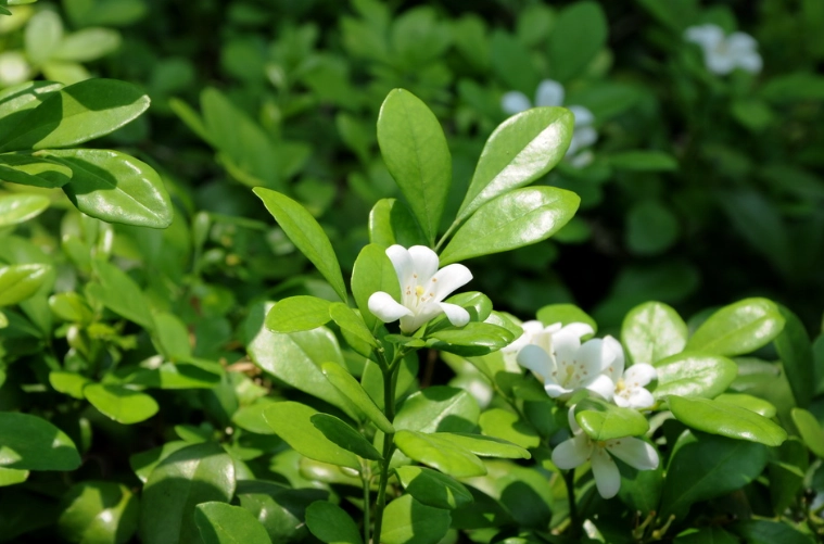 月橘種植指南 月橘種植指南