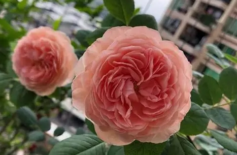 聖誕紅養護 聖誕紅養護