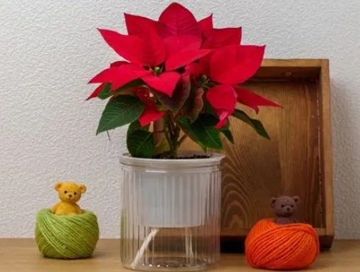 聖誕紅室內養護 聖誕紅室內養護