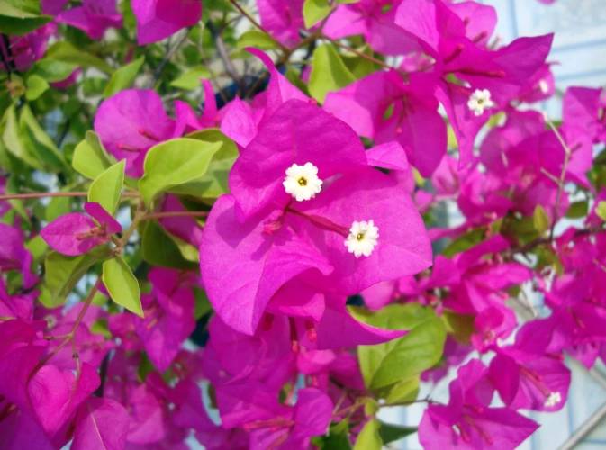 九重葛冬季养护