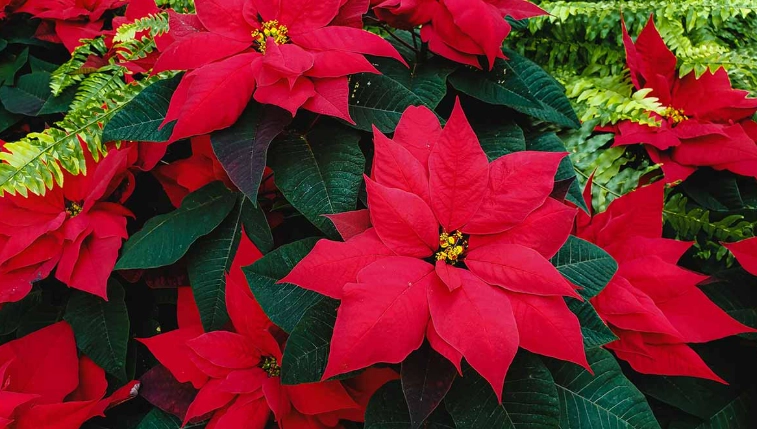 聖誕紅變紅方法