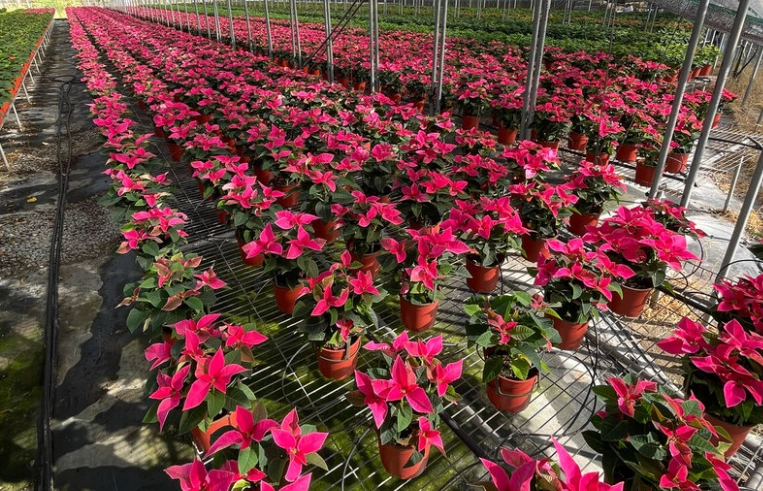 聖誕紅養護技巧