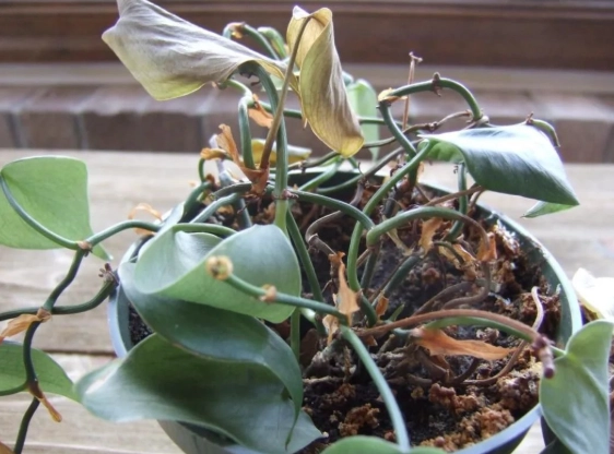 植物葉子枯萎救治