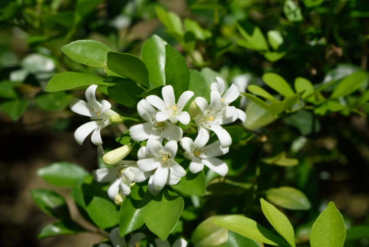 月橘種植指南 月橘種植指南