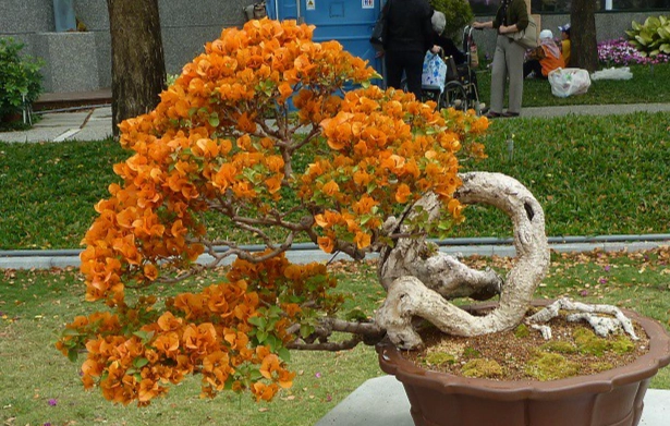 九重葛盆栽照顧