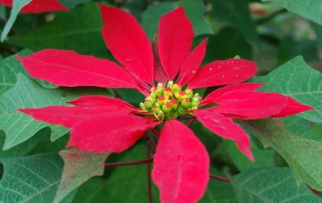 聖誕紅葉子捲曲原因 聖誕紅葉子捲曲原因