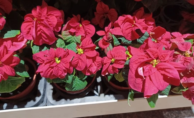 聖誕紅變紅方法