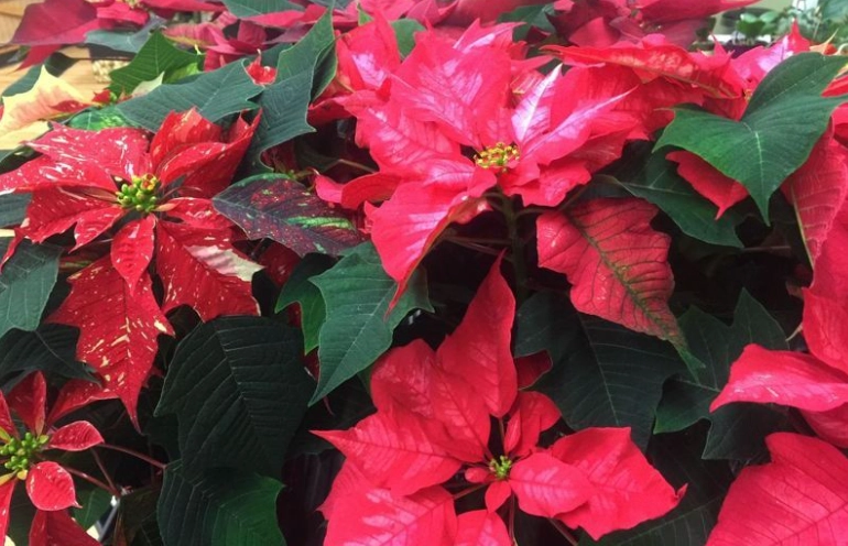 聖誕紅變紅方法