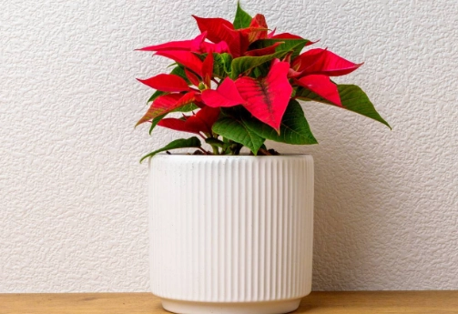 聖誕紅室內養護 聖誕紅室內養護