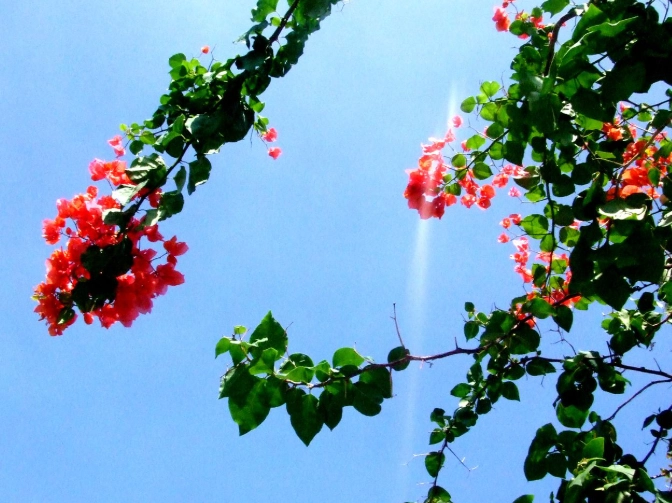 九重葛怕冷 九重葛怕冷