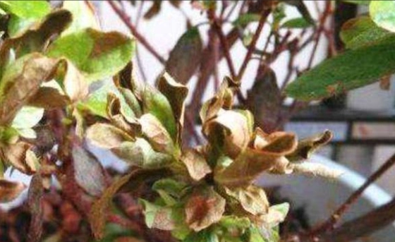 植物葉子枯萎救治