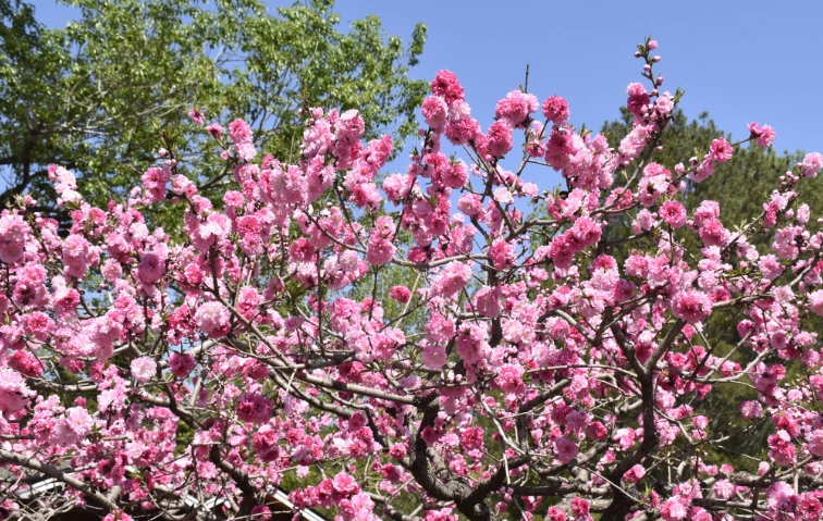 桃花繁殖方法 桃花繁殖方法