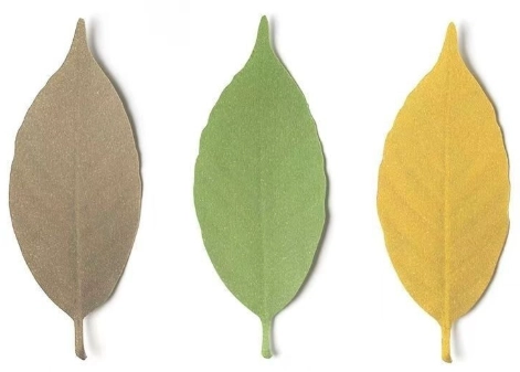 聖誕紅葉子變黑原因