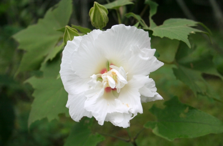 木芙蓉扦插 木芙蓉扦插