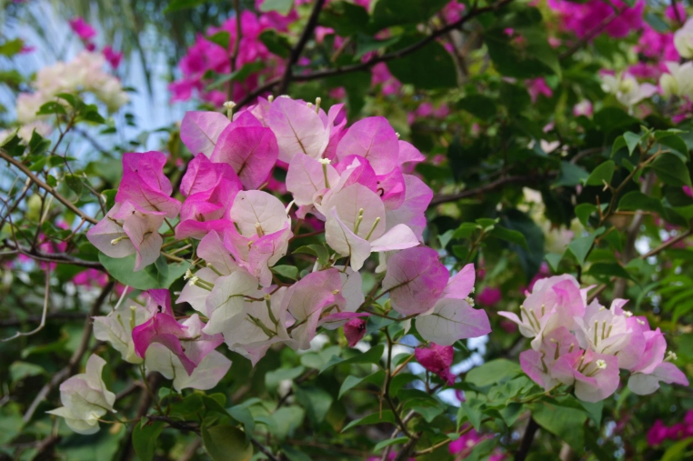 九重葛冬季养护 九重葛冬季养护